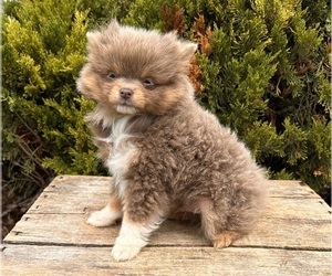 Pomeranian Puppy for Sale in MIDDLEBURY, Indiana USA