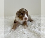 Puppy Roo Aussiedoodle Miniature -Miniature Bernedoodle Mix