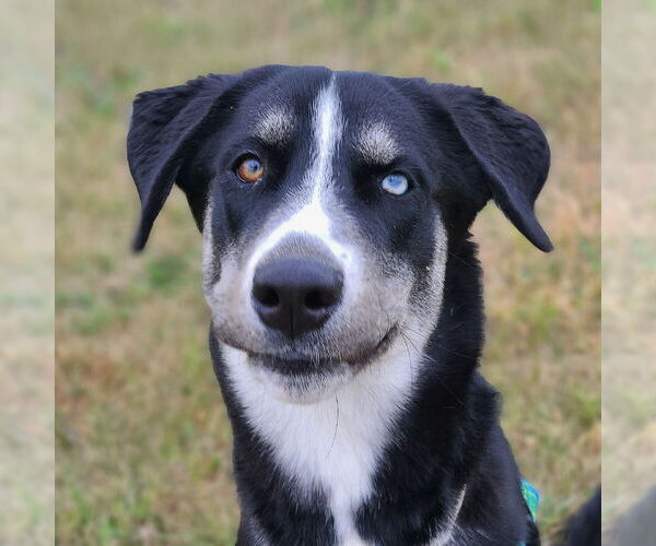Medium Photo #14 Huskies -Unknown Mix Puppy For Sale in Fargo, ND, USA