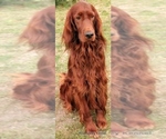 Small Photo #1 Irish Setter Puppy For Sale in EXCELSIOR SPRINGS, MO, USA