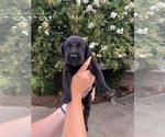 Small Photo #12 Labrador Retriever Puppy For Sale in MARION, SC, USA