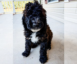 Puppy Puppy 1 Taco Bernedoodle