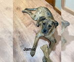 Small #2 Catahoula Leopard Dog Mix