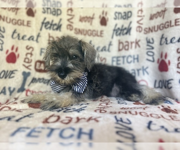 Medium Photo #6 Schnauzer (Miniature) Puppy For Sale in LAKELAND, FL, USA