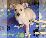 Small #1 Chihuahua Mix