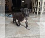 Small #1 American Staffordshire Terrier Mix
