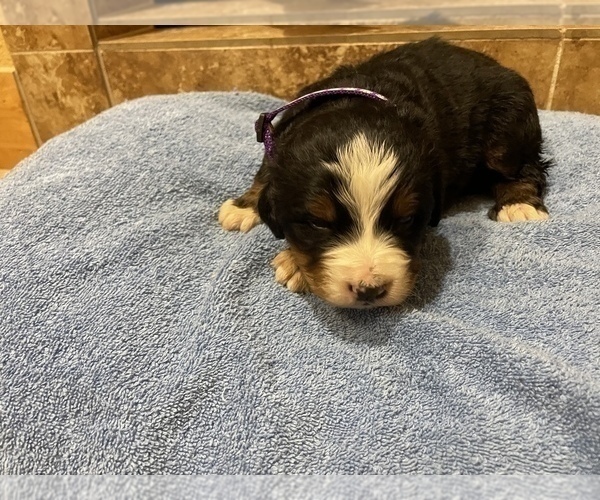 Medium Photo #9 Bernese Mountain Dog Puppy For Sale in FRANKTOWN, CO, USA