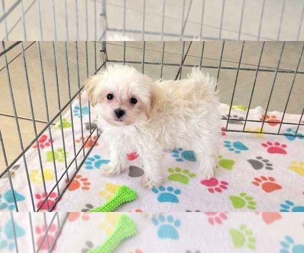 Medium Photo #6 Maltipoo (Toy) Puppy For Sale in ORO VALLEY, AZ, USA