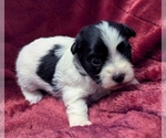 Small Havanese