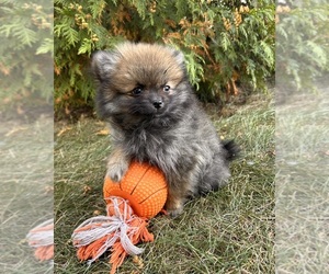 Pomeranian Puppy for sale in MIDDLEBURY, IN, USA