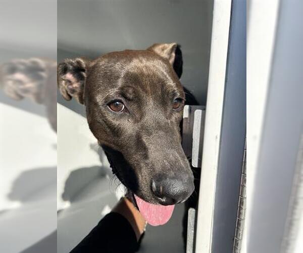 Medium Photo #1 Labrador Retriever Puppy For Sale in Houston, TX, USA