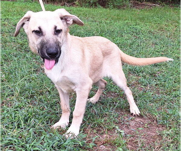 Medium Photo #3 Mutt Puppy For Sale in Wetumpka, AL, USA