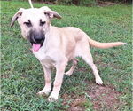 Small #2 Mutt