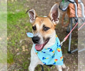 Aston - Male Mutt Dog for Adoption - Photo #14