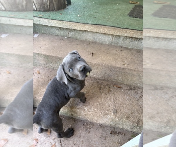 Medium Photo #4 Cane Corso Puppy For Sale in FAIRBURN, GA, USA