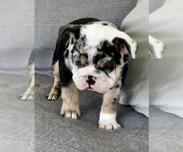 Medium Photo #5 English Bulldogge Puppy For Sale in OXFORD, CT, USA