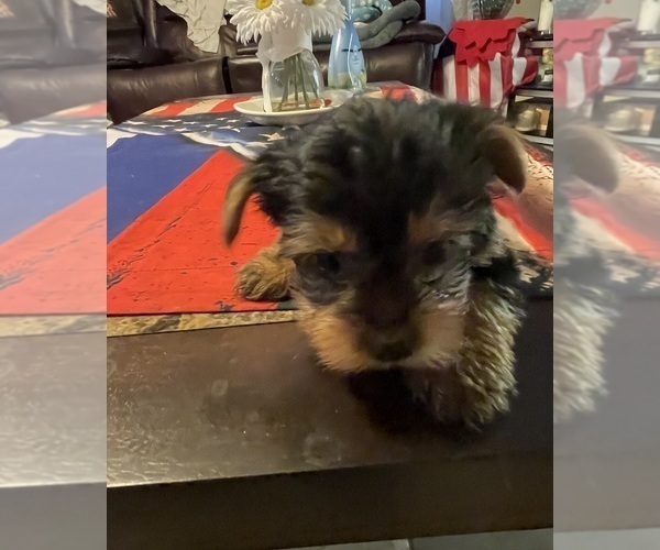 Medium Photo #15 Yorkshire Terrier Puppy For Sale in RANCHO CORDOVA, CA, USA