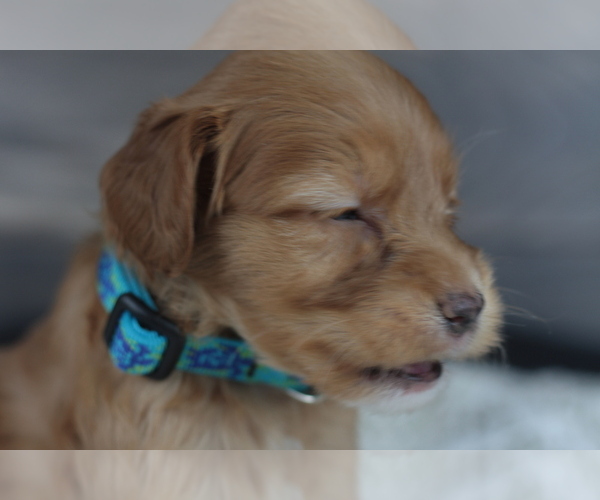 Medium Photo #8 Goldendoodle (Miniature) Puppy For Sale in CRESTON, OH, USA