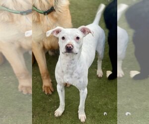 American Bulldog-Unknown Mix Dogs for adoption in Newport Beach, CA, USA