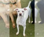 Small American Bulldog Mix