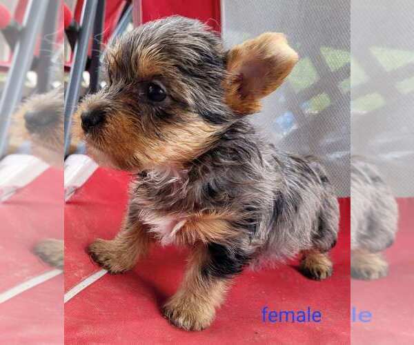 Medium Photo #6 Yorkshire Terrier Puppy For Sale in CONKLIN, NY, USA