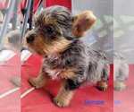 Small #5 Yorkshire Terrier