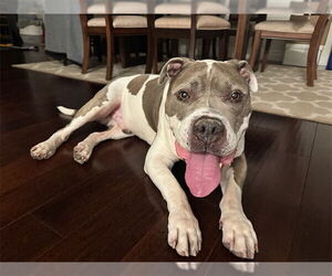 Mutt Dogs for adoption in Pasadena, CA, USA