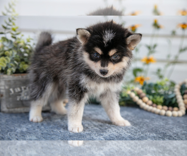 Medium Photo #3 Pomsky Puppy For Sale in ELIZABETHTOWN, PA, USA