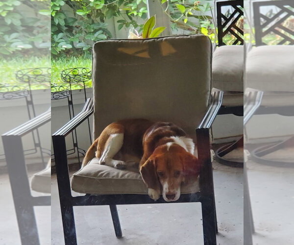Medium Photo #4 Beagle Puppy For Sale in Dunnellon, FL, USA