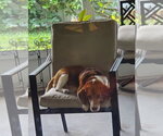 Small #3 Beagle