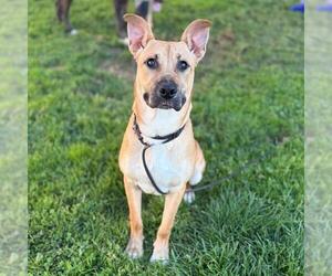 Mutt Dogs for adoption in Modesto, CA, USA