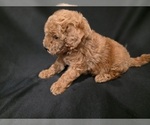 Small #1 Goldendoodle