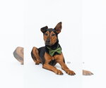 Small #4 Doberman Pinscher Mix
