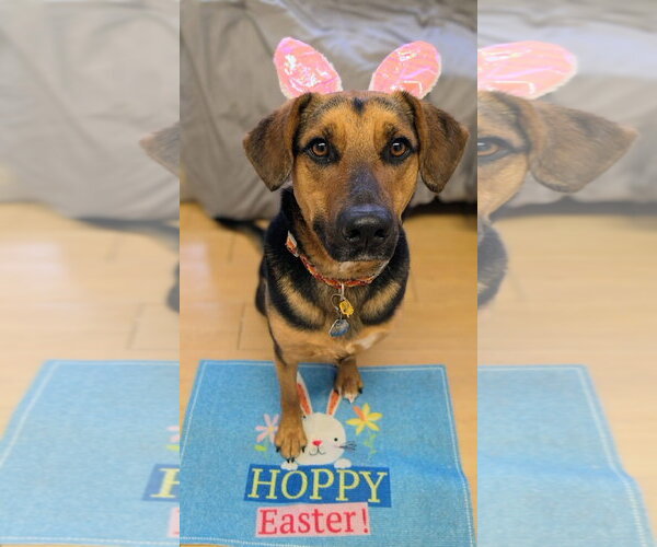 Medium Photo #5 Mutt Puppy For Sale in Rockaway, NJ, USA