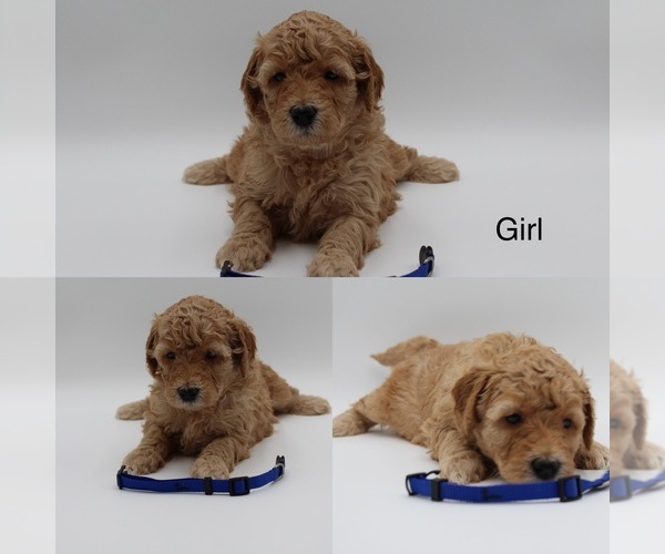 Medium Photo #11 Goldendoodle Puppy For Sale in SACRAMENTO, CA, USA