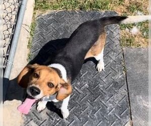 Beagle-Unknown Mix Dogs for adoption in Sistersville, WV, USA