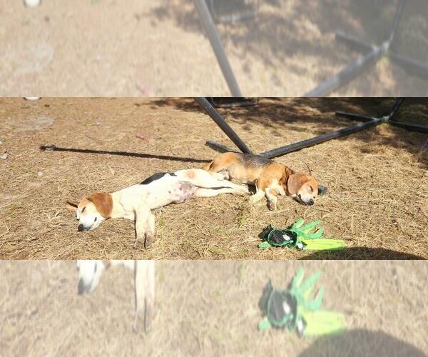 Medium Photo #5 Beagle Puppy For Sale in Seven Valleys, PA, USA