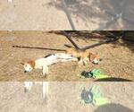 Small #4 Beagle