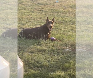 Mother of the Doberman Pinscher puppies born on 03/15/2025