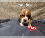 Small Photo #20 Basset Hound Puppy For Sale in BYHALIA, MS, USA