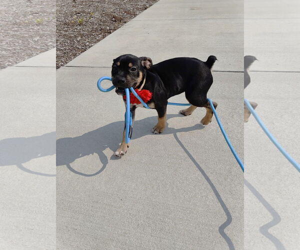 Medium Photo #4 American Pit Bull Terrier-Labrador Retriever Mix Puppy For Sale in St. Louis Park, MN, USA