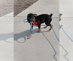 Small #3 American Pit Bull Terrier-Labrador Retriever Mix