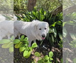 Small #1 Great Pyrenees