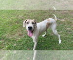 Small #2 Great Dane