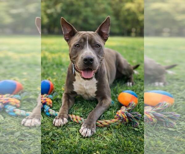 Medium Photo #1 Mutt Puppy For Sale in Pompano Beach , FL, USA