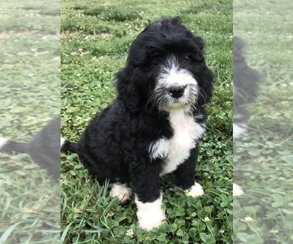 Medium Photo #3 Bernedoodle Puppy For Sale in BOWLING GREEN, KY, USA
