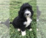 Small Photo #3 Bernedoodle Puppy For Sale in BOWLING GREEN, KY, USA