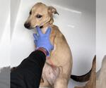 Small Photo #2 Labsky Puppy For Sale in Houston, TX, USA