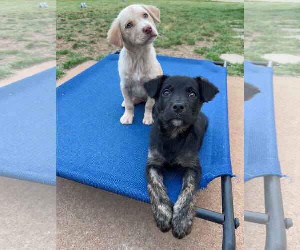 Medium Photo #2 Mutt Puppy For Sale in Greenville, SC, USA