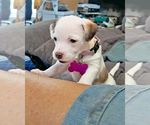 Small #2 Maltese Mix
